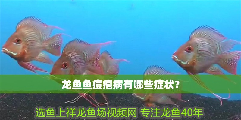 龍魚魚痘皰病有哪些癥狀？