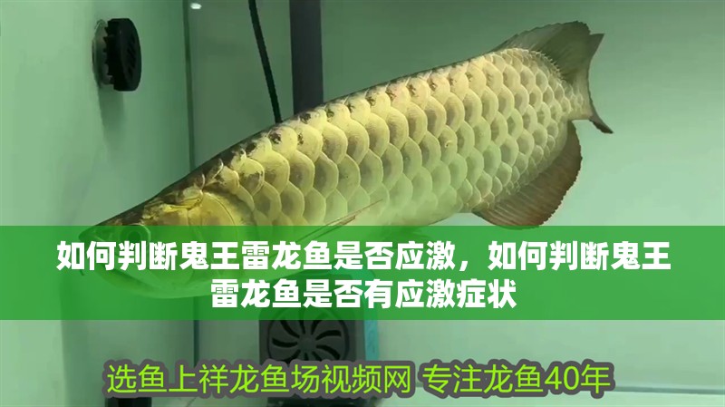 如何判斷鬼王雷龍魚是否應激，如何判斷鬼王雷龍魚是否有應激癥狀