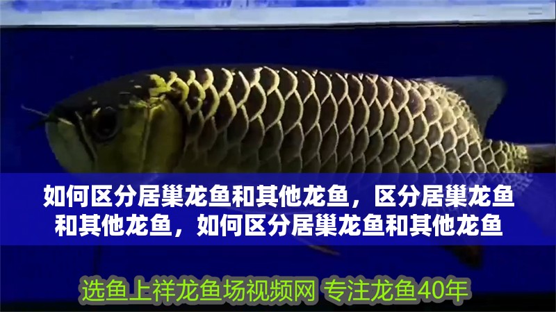 如何區分居巢龍魚和其他龍魚，區分居巢龍魚和其他龍魚，如何區分居巢龍魚和其他龍魚