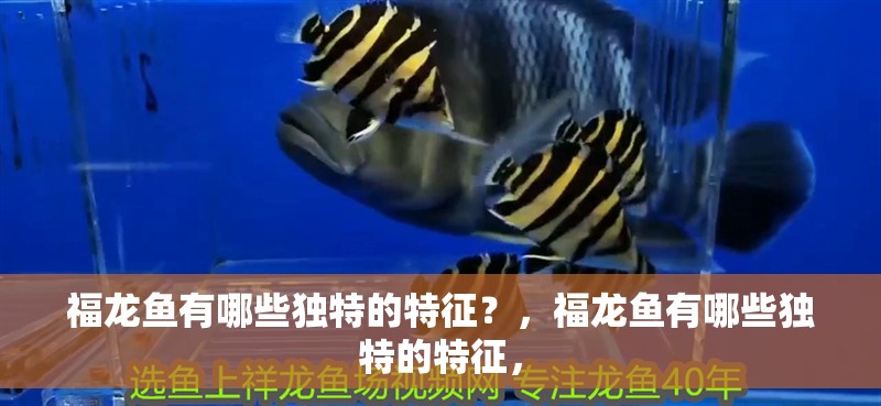 福龍魚有哪些獨特的特征？，福龍魚有哪些獨特的特征，