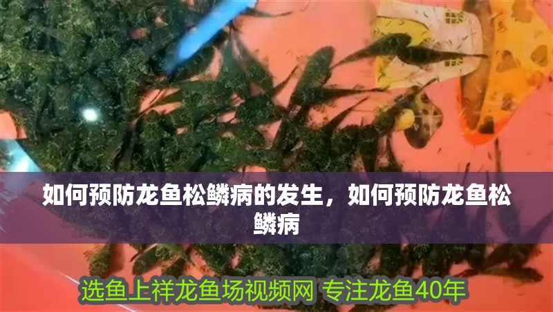 如何預防龍魚松鱗病的發生，如何預防龍魚松鱗病