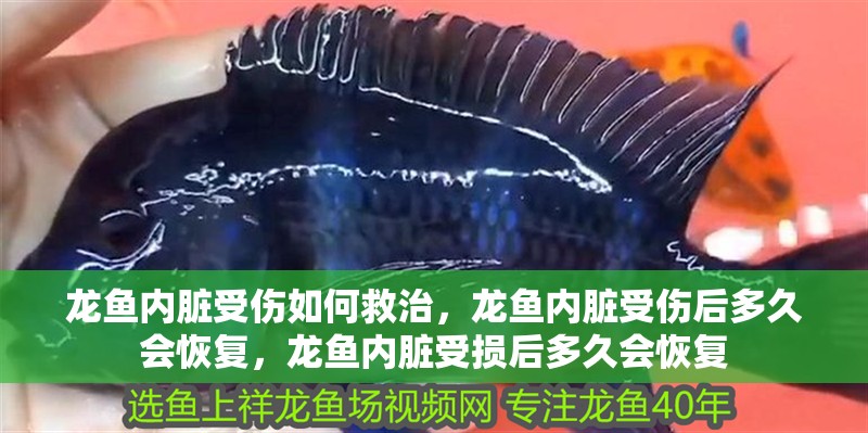龍魚內臟受傷如何救治，龍魚內臟受傷后多久會恢復，龍魚內臟受損后多久會恢復