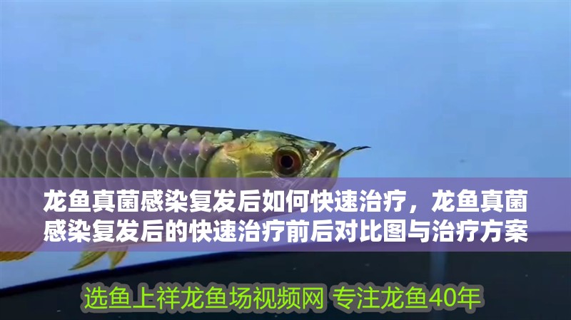 龍魚真菌感染復(fù)發(fā)后如何快速治療，龍魚真菌感染復(fù)發(fā)后的快速治療前后對比圖與治療方案