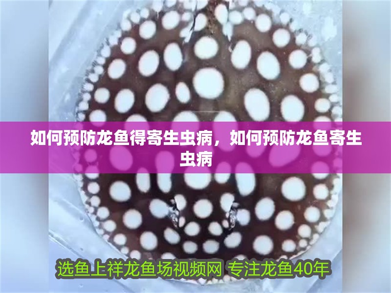 如何預防龍魚得寄生蟲病，如何預防龍魚寄生蟲病