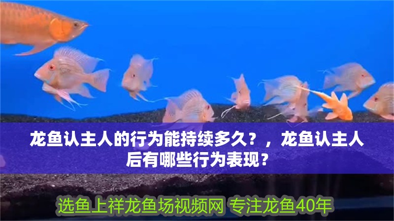 龍魚認(rèn)主人的行為能持續(xù)多久？，龍魚認(rèn)主人后有哪些行為表現(xiàn)？
