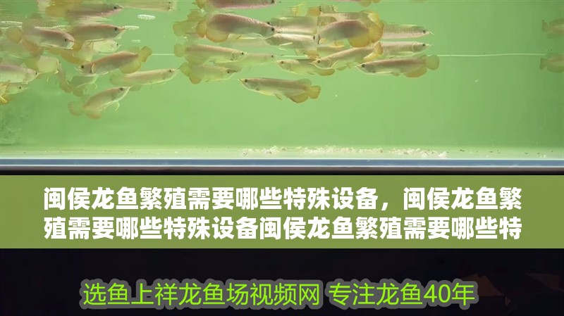 閩侯龍魚繁殖需要哪些特殊設備，閩侯龍魚繁殖需要哪些特殊設備閩侯龍魚繁殖需要哪些特殊設備