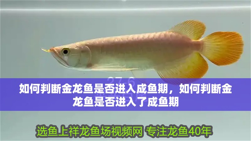 如何判斷金龍魚是否進入成魚期，如何判斷金龍魚是否進入了成魚期