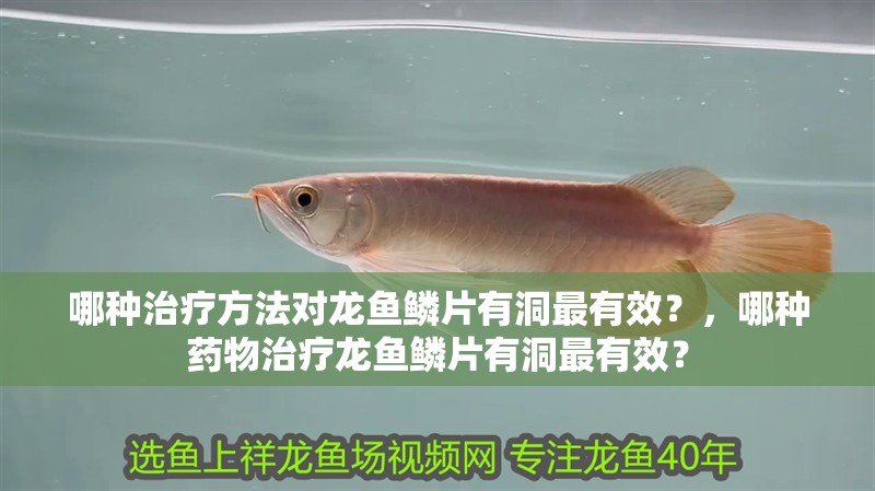 哪種治療方法對龍魚鱗片有洞最有效？，哪種藥物治療龍魚鱗片有洞最有效？