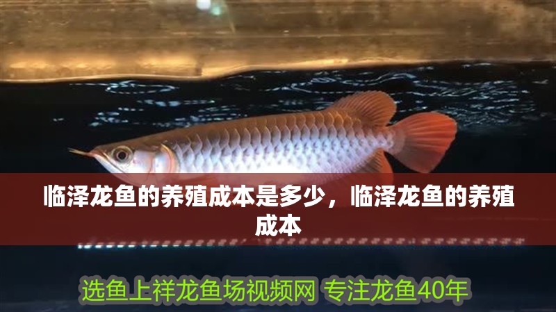臨澤龍魚的養殖成本是多少，臨澤龍魚的養殖成本