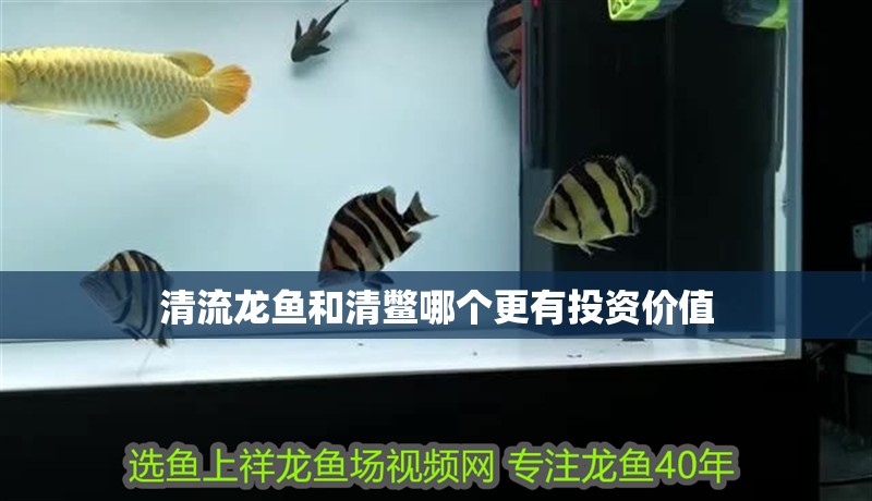 清流龍魚和清鱉哪個更有投資價值
