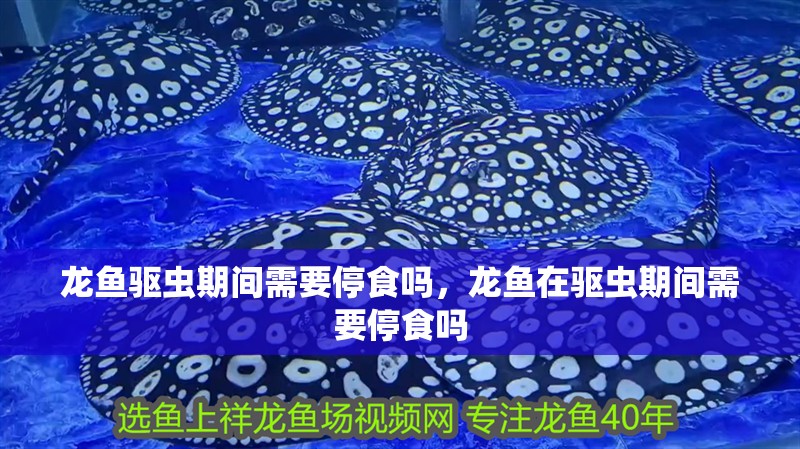 龍魚驅蟲期間需要停食嗎，龍魚在驅蟲期間需要停食嗎