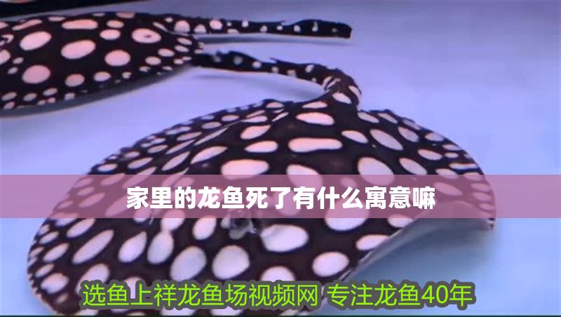 家里的龍魚死了有什么寓意嘛