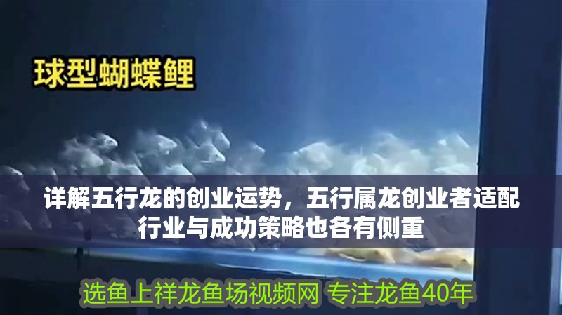 詳解五行龍的創業運勢，五行屬龍創業者適配行業與成功策略也各有側重
