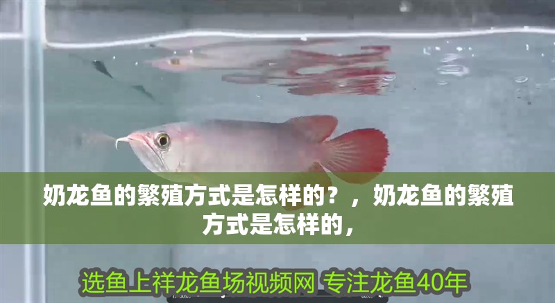 奶龍魚的繁殖方式是怎樣的？，奶龍魚的繁殖方式是怎樣的，