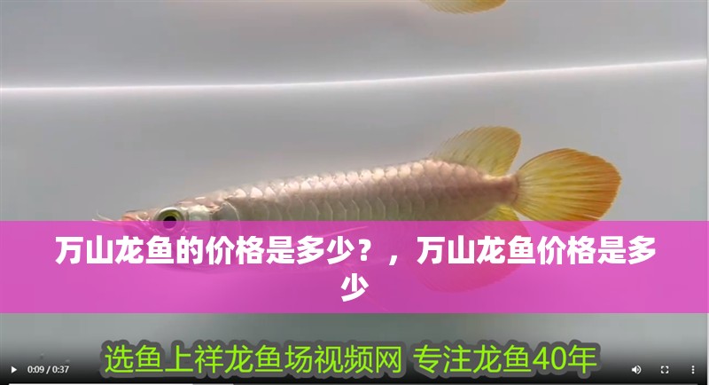 萬山龍魚的價格是多少？，萬山龍魚價格是多少