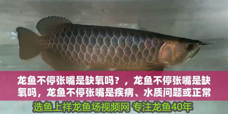 龍魚不停張嘴是缺氧嗎？，龍魚不停張嘴是缺氧嗎，龍魚不停張嘴是疾病、水質問題或正常生理
