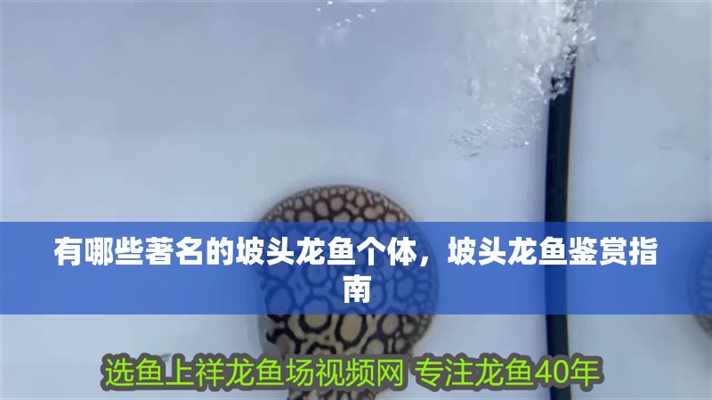 有哪些著名的坡頭龍魚個體，坡頭龍魚鑒賞指南