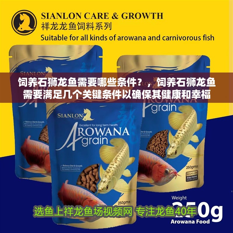 飼養石獅龍魚需要哪些條件？，飼養石獅龍魚需要滿足幾個關鍵條件以確保其健康和幸福