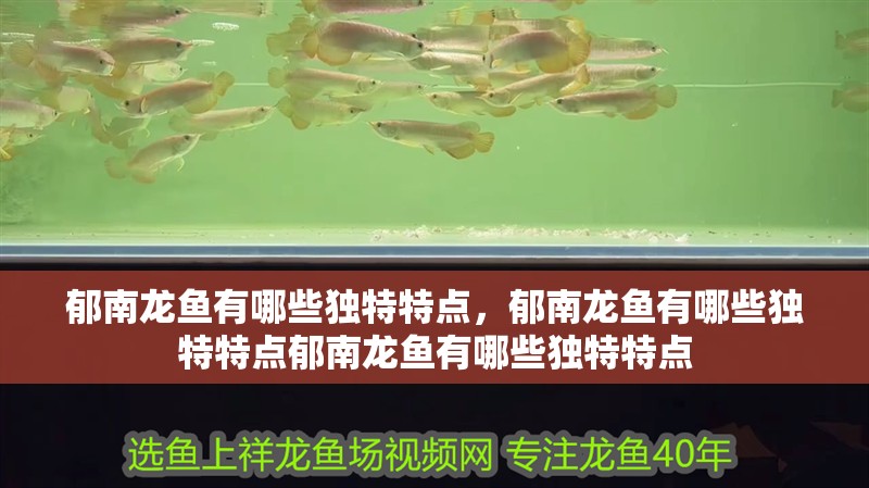 郁南龍魚有哪些獨特特點，郁南龍魚有哪些獨特特點郁南龍魚有哪些獨特特點