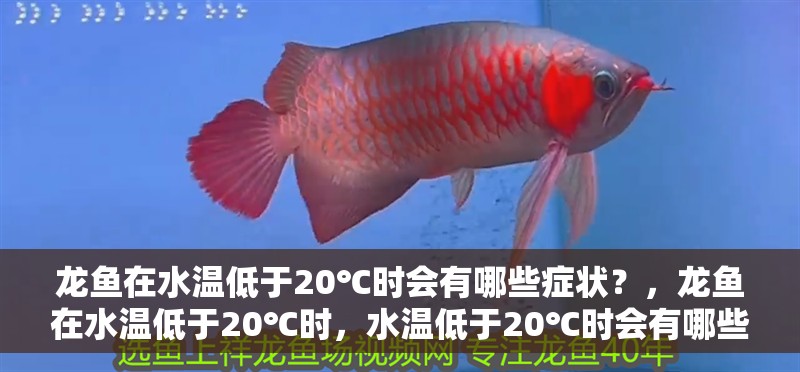 龍魚在水溫低于20℃時(shí)會(huì)有哪些癥狀？，龍魚在水溫低于20℃時(shí)，水溫低于20℃時(shí)會(huì)有哪些癥狀