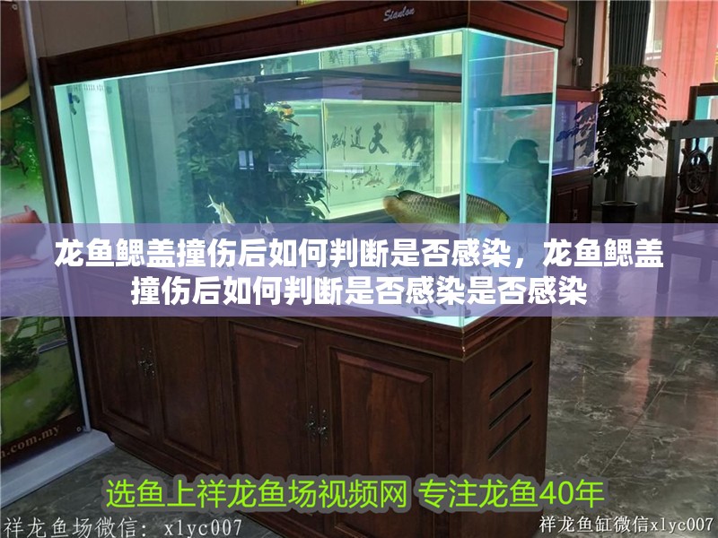 龍魚鰓蓋撞傷后如何判斷是否感染，龍魚鰓蓋撞傷后如何判斷是否感染是否感染