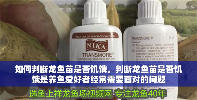 如何判斷龍魚苗是否饑餓，判斷龍魚苗是否饑餓是養魚愛好者經常需要面對的問題