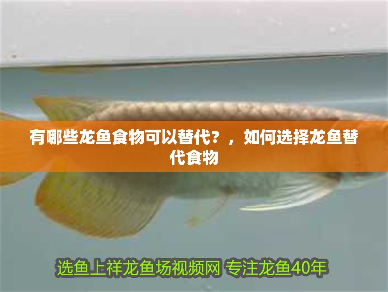 有哪些龍魚食物可以替代？，如何選擇龍魚替代食物