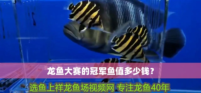 龍魚大賽的冠軍魚值多少錢？