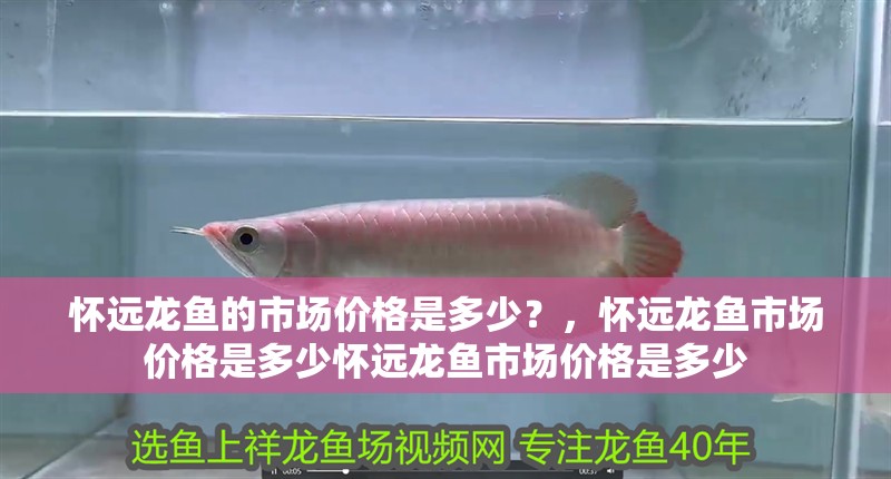 懷遠龍魚的市場價格是多少？，懷遠龍魚市場價格是多少懷遠龍魚市場價格是多少