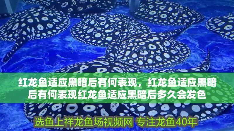 紅龍魚適應黑暗后有何表現(xiàn)，紅龍魚適應黑暗后有何表現(xiàn)紅龍魚適應黑暗后多久會發(fā)色