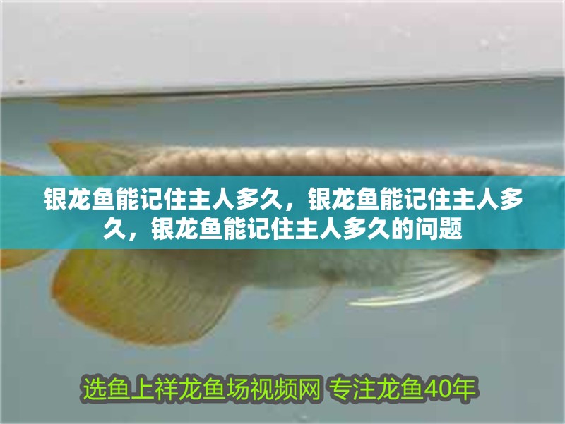 銀龍魚能記住主人多久，銀龍魚能記住主人多久，銀龍魚能記住主人多久的問題