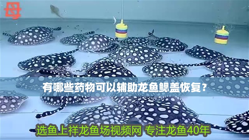 有哪些藥物可以輔助龍魚鰓蓋恢復？