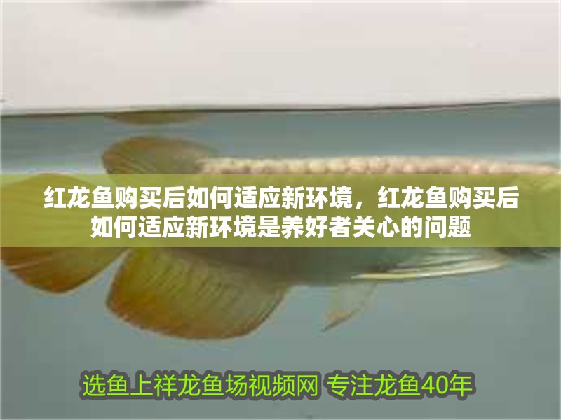 紅龍魚(yú)購(gòu)買(mǎi)后如何適應(yīng)新環(huán)境，紅龍魚(yú)購(gòu)買(mǎi)后如何適應(yīng)新環(huán)境是養(yǎng)好者關(guān)心的問(wèn)題