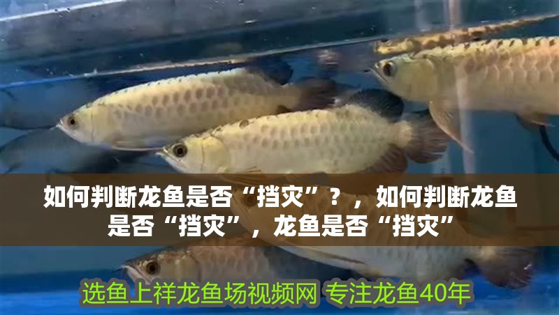 如何判斷龍魚是否“擋災”？，如何判斷龍魚是否“擋災”，龍魚是否“擋災”