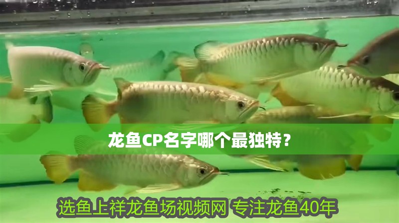 龍魚CP名字哪個最獨特？