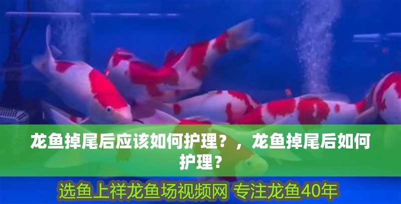 龍魚掉尾后應該如何護理？，龍魚掉尾后如何護理？