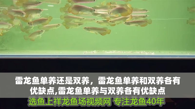 雷龍魚單養(yǎng)還是雙養(yǎng)，雷龍魚單養(yǎng)和雙養(yǎng)各有優(yōu)缺點,雷龍魚單養(yǎng)與雙養(yǎng)各有優(yōu)缺點