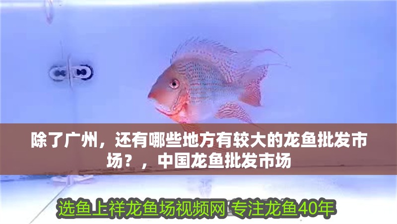 除了廣州，還有哪些地方有較大的龍魚批發市場？，中國龍魚批發市場