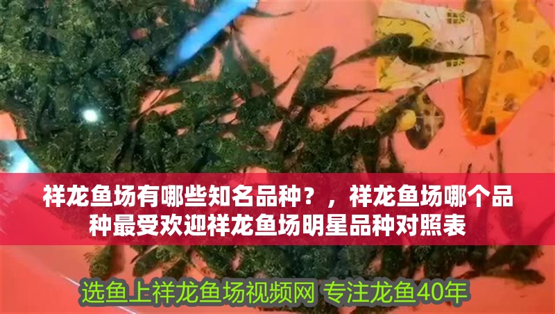 祥龍魚場有哪些知名品種？，祥龍魚場哪個品種最受歡迎祥龍魚場明星品種對照表