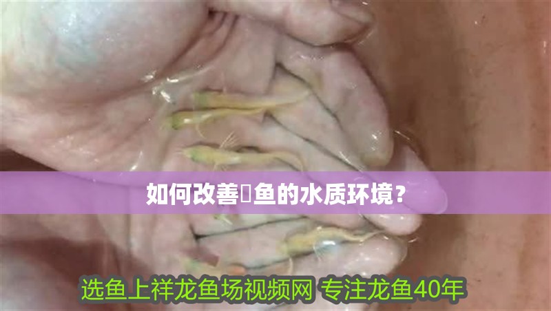 如何改善魟魚的水質環(huán)境？