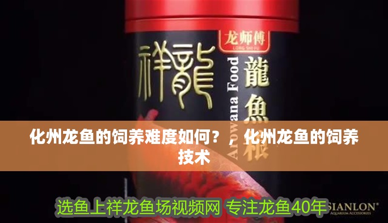 化州龍魚的飼養(yǎng)難度如何？，化州龍魚的飼養(yǎng)技術(shù)