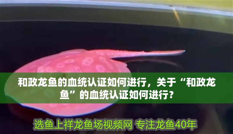 和政龍魚的血統認證如何進行，關于“和政龍魚”的血統認證如何進行？