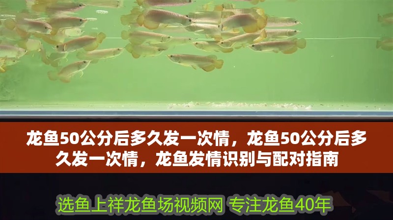 龍魚50公分后多久發一次情，龍魚50公分后多久發一次情，龍魚發情識別與配對指南