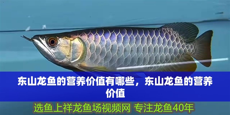 東山龍魚的營養價值有哪些，東山龍魚的營養價值