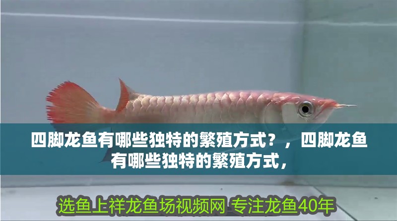 四腳龍魚有哪些獨(dú)特的繁殖方式？，四腳龍魚有哪些獨(dú)特的繁殖方式，