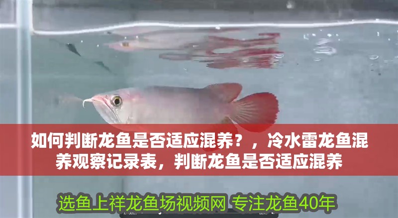 如何判斷龍魚是否適應混養？，冷水雷龍魚混養觀察記錄表，判斷龍魚是否適應混養