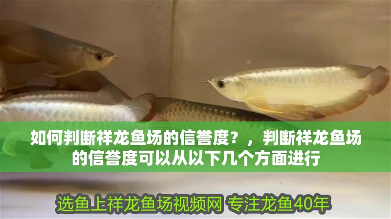 如何判斷祥龍魚場的信譽度？，判斷祥龍魚場的信譽度可以從以下幾個方面進行