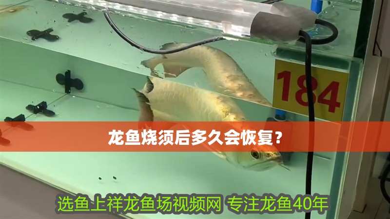 龍魚燒須后多久會恢復？