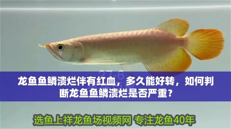 龍魚魚鱗潰爛伴有紅血，多久能好轉(zhuǎn)，如何判斷龍魚魚鱗潰爛是否嚴重？