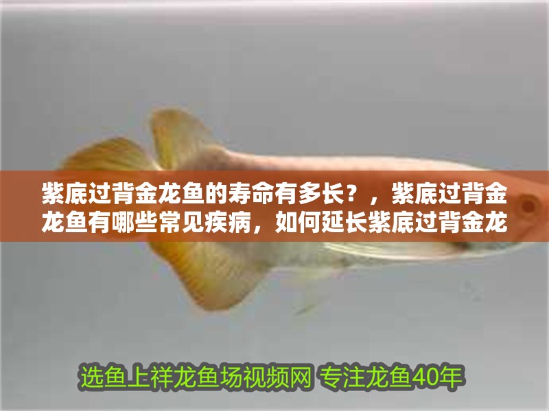 紫底過背金龍魚的壽命有多長？，紫底過背金龍魚有哪些常見疾病，如何延長紫底過背金龍魚的壽命？